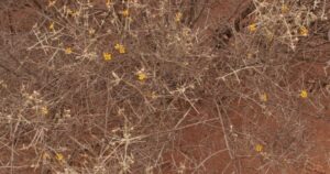 Imagen de la planta