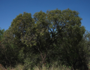 Imagen de la planta