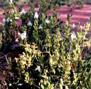 Alfilla