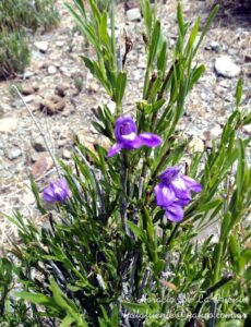 Alfilla