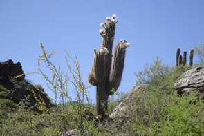 Cardón del Valle
