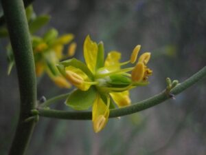 Imagen de la planta