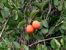 Albarillo del campo