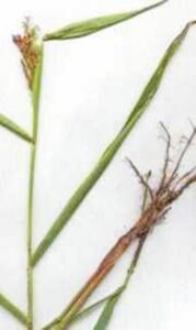 Imagen de la planta