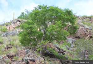 Jacarandá