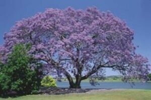 Imagen de la planta