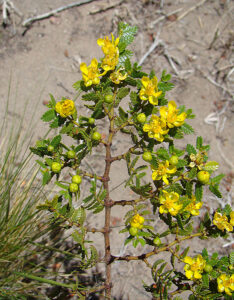 Jarilla crespa