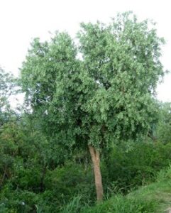Imagen de la planta