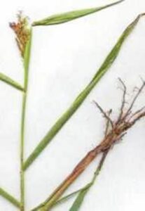 Imagen de la planta