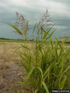 Sorgo de halepo