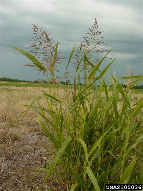 Sorgo de halepo