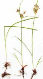 Imagen de la planta