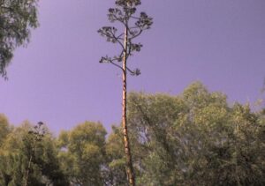 Agave