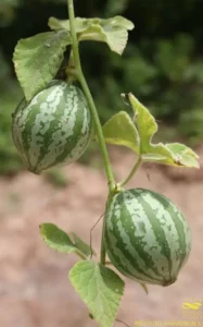 Imagen de la planta