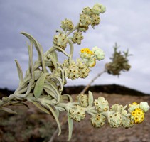 Salvilora