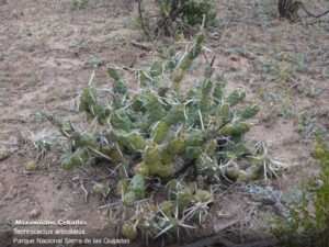Imagen de la planta