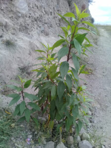 Chilca