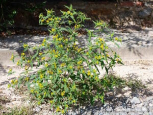 Contrayerba