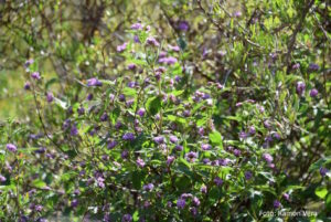 Lantana