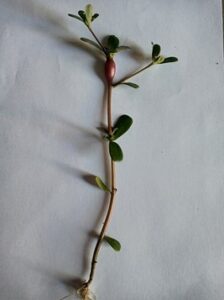 Imagen de la planta