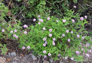Salvia morada