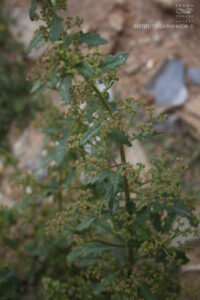 Yerba larca