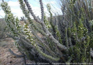 Fotografía de la planta